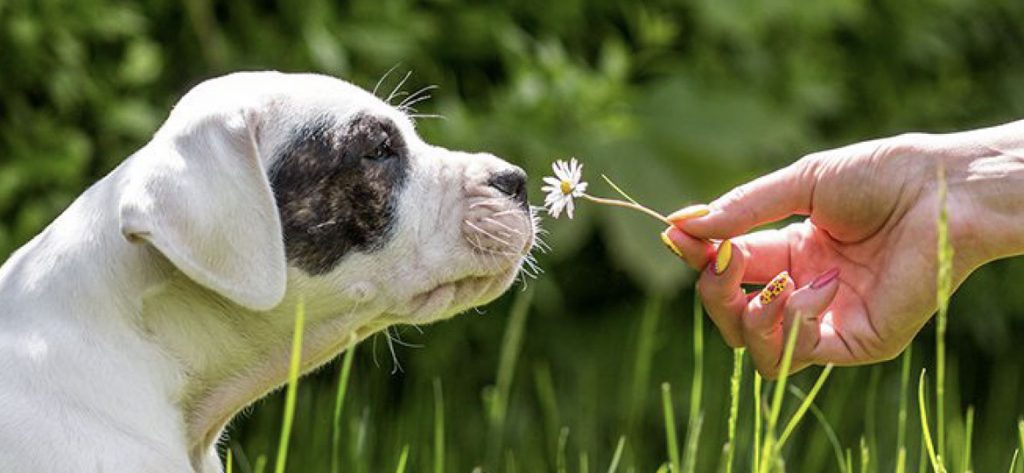 hay fever in dogs