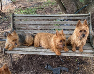 Australian Terriers Dogs