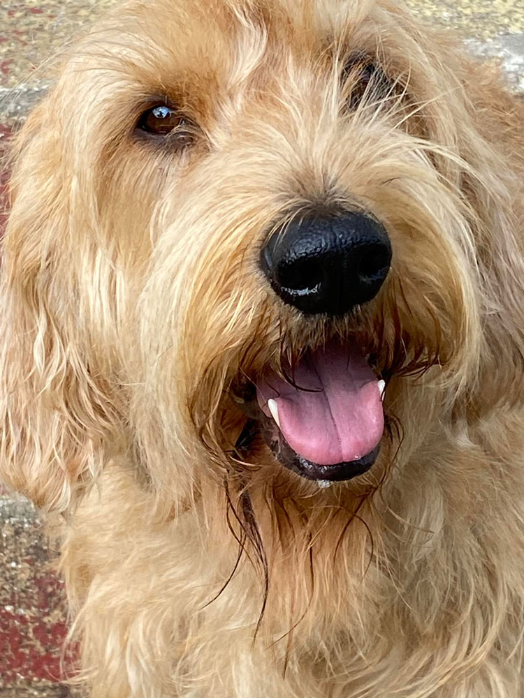 Basset Fauve De Bretagne