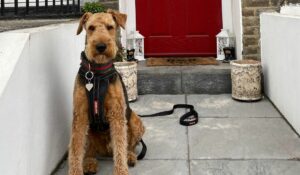Airedale terrier dog breed
