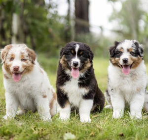 Aussie Shepherd