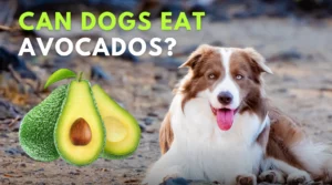 Can Dog Eat Avocados