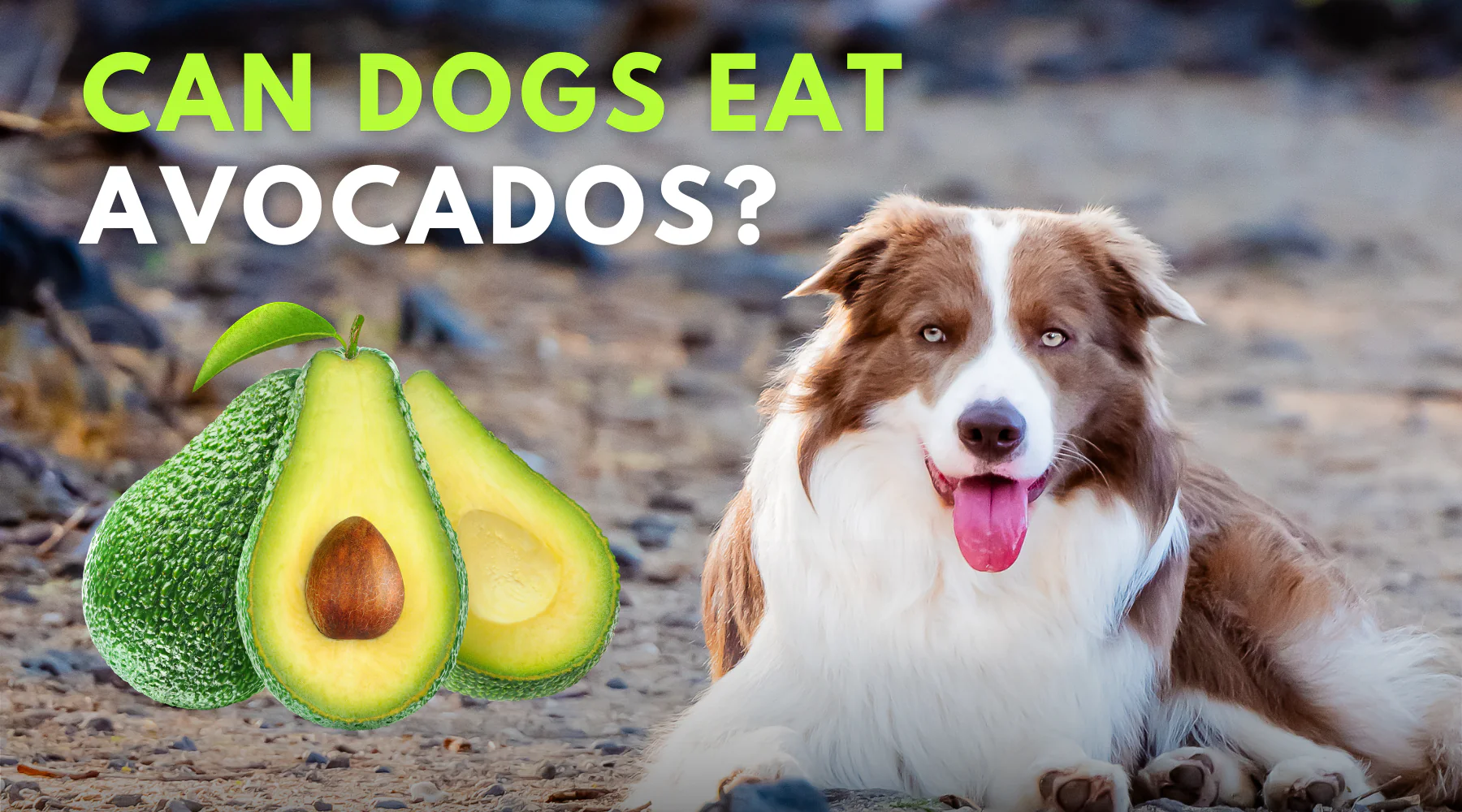 Are avocado safe for dogs best sale